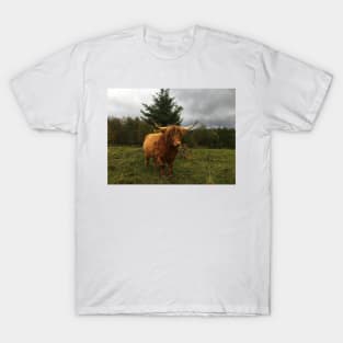 Scottish Highland Cattle Cow 2127 T-Shirt